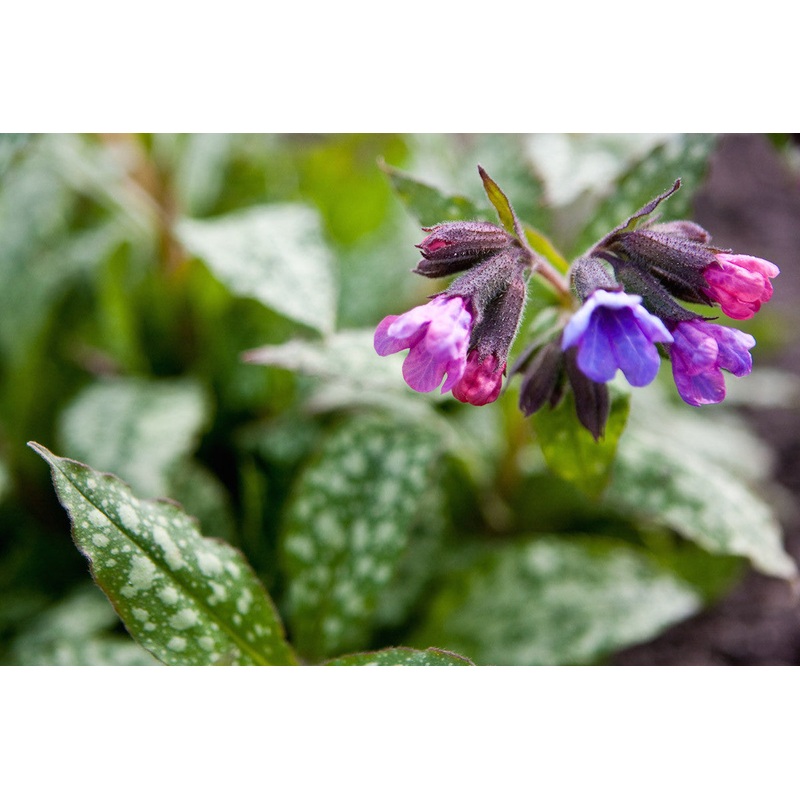 Pulmonaria saccharata ‘Frhlingshimmel’