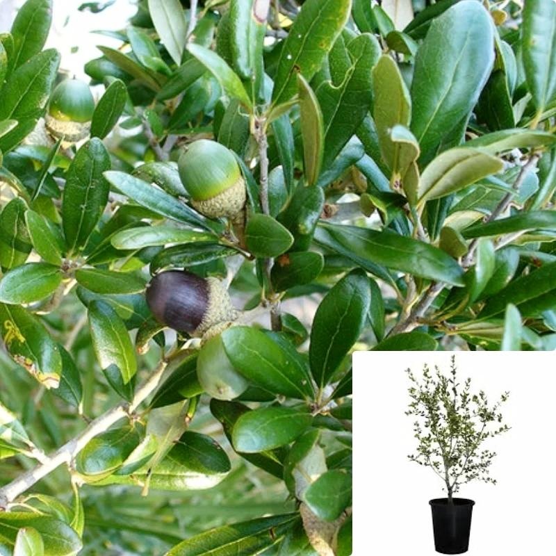 Quercus Virginiana 1 Gallon Ht7 Southern Live Oak Tree Perennial Live Plant Leaf Will Change Shape
