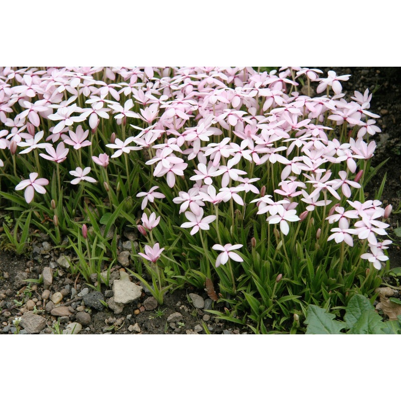 Rhodohypoxis baurii|Approx. 0.5 litre pot