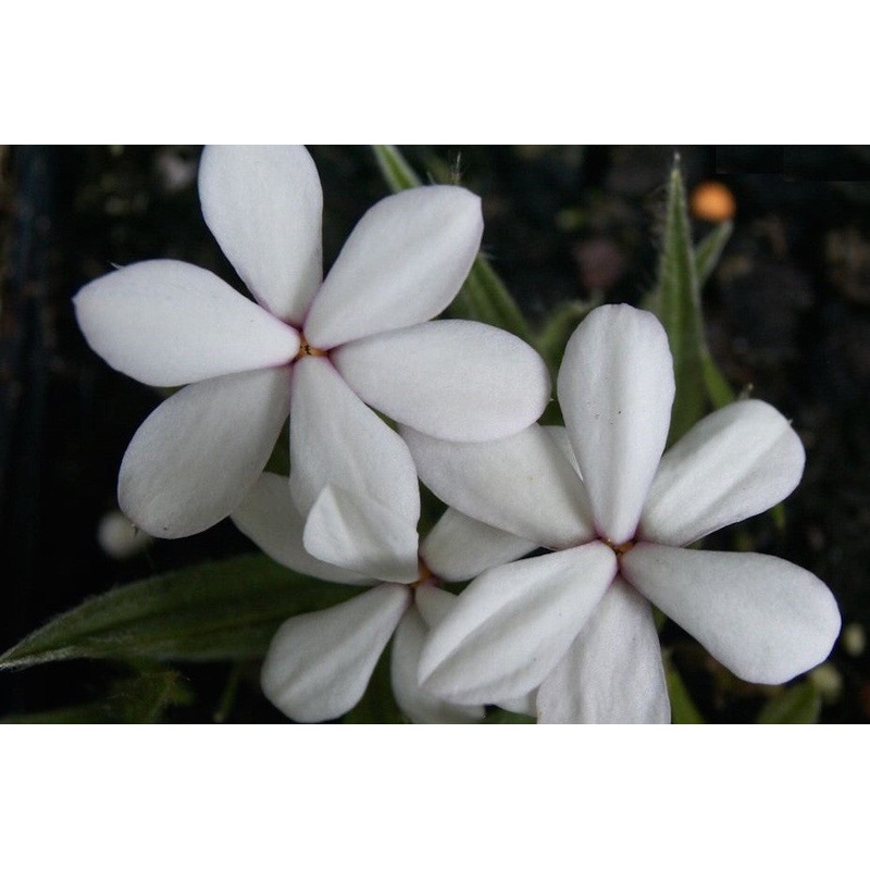 Rhodohypoxis baurii ‘Perle’|Approx. 0.5 litre pot