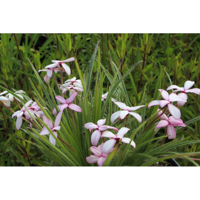Rhodohypoxis baurii ‘Ruth’|Approx. 0.5 litre pot
