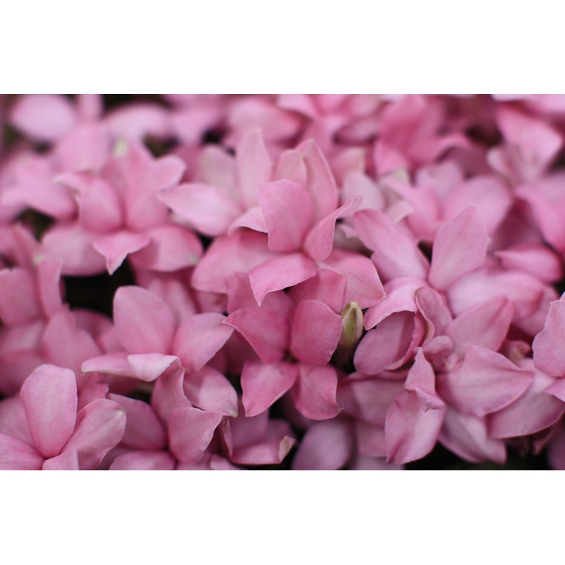 Rhodohypoxis ‘Stella’|Approx. 0.5 litre pot