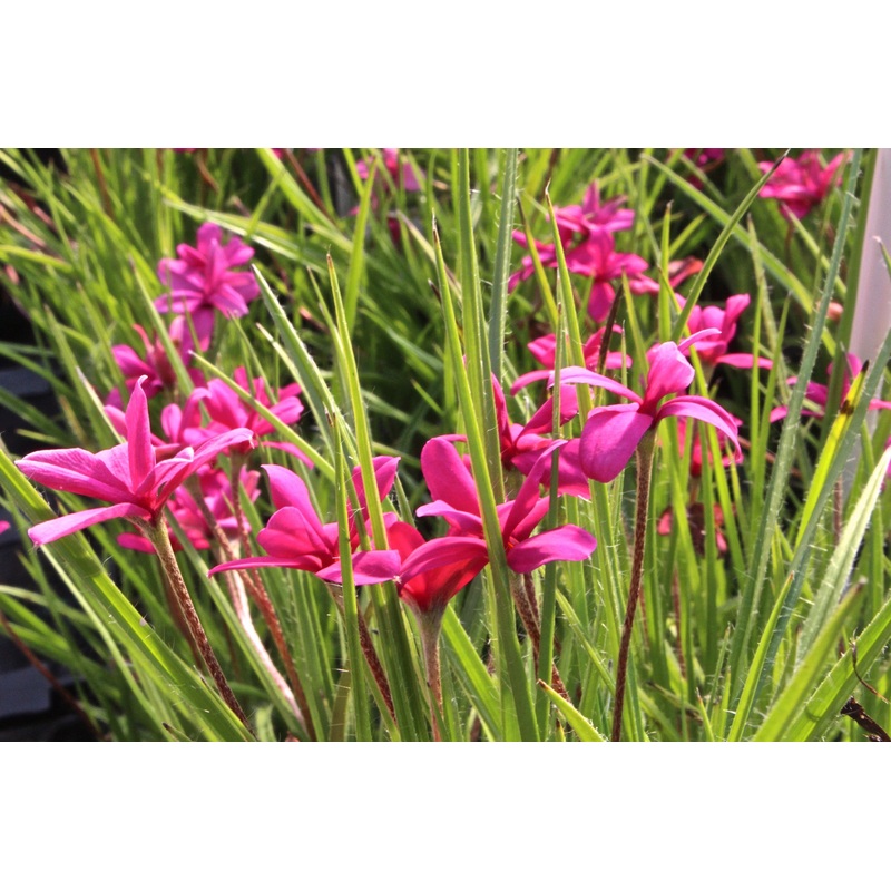 Rhodohypoxis ‘Venetia’|Approx. 0.5 litre pot