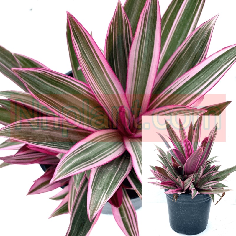 Rhoeo Tricolor 1 Gallon Ht7 Plant Rhoeo Dwarf Oyster Discolor Pink White Succulent Purple Plant Moses In Cradle Dwarf Boat Li