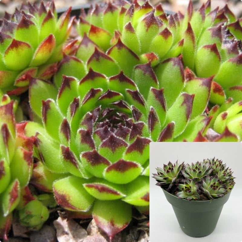 Sempervivum Reinhard Plant 4Inches Crassulaceae Haberer Plant Succulent Drought Tolerant Live Plant