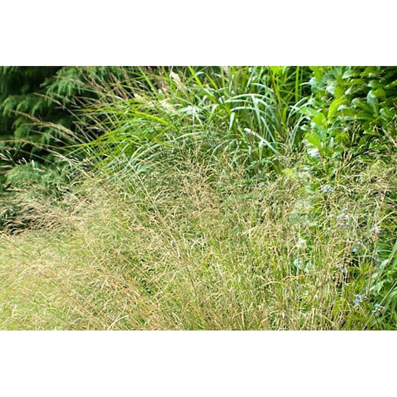 Stipa extremiorientalis|Approx. 0.5 litre pot
