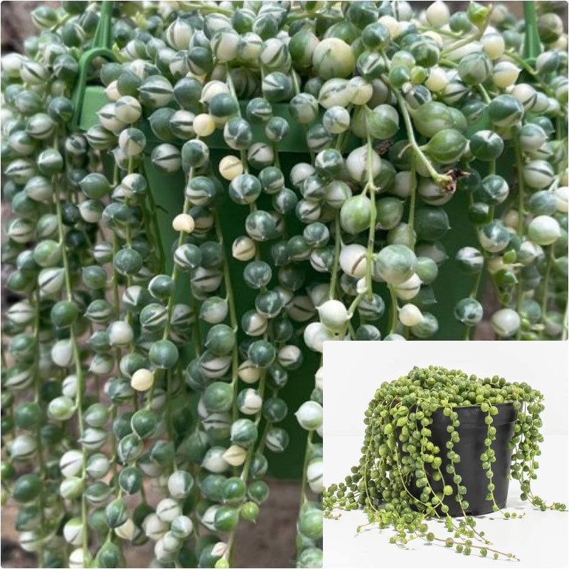 String Of Pearls Variegated Plant String Of Pear Rare 6 Inches Pot Succulents Plant Ht7