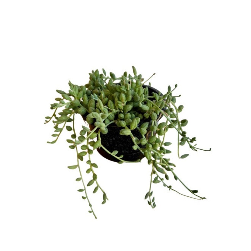 String Of Watermelon Plant 6Inches String Of Beads String Of Raindrops Plant Hanging Succulent Drought Tolerant Live Pla