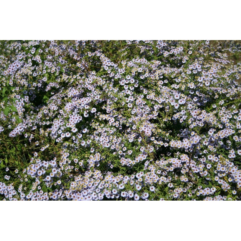 Symphyotrichum ericoides ‘Blue Star’