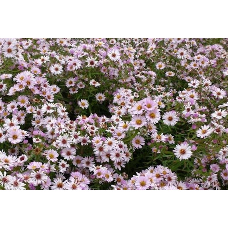 Symphyotrichum novae-angliae ‘Kylie’