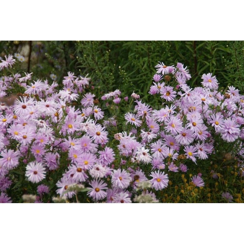 Symphyotrichum novi-belgii ‘Fellowship’