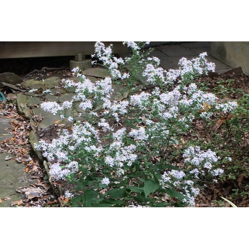 Symphyotrichum ‘Photograph’|Approx. 0.5 litre pot