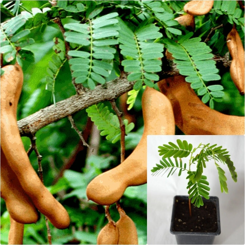 Tamarind 4inches Plant Madeira mahogany Plant Tamarindo Live Plant Ht7