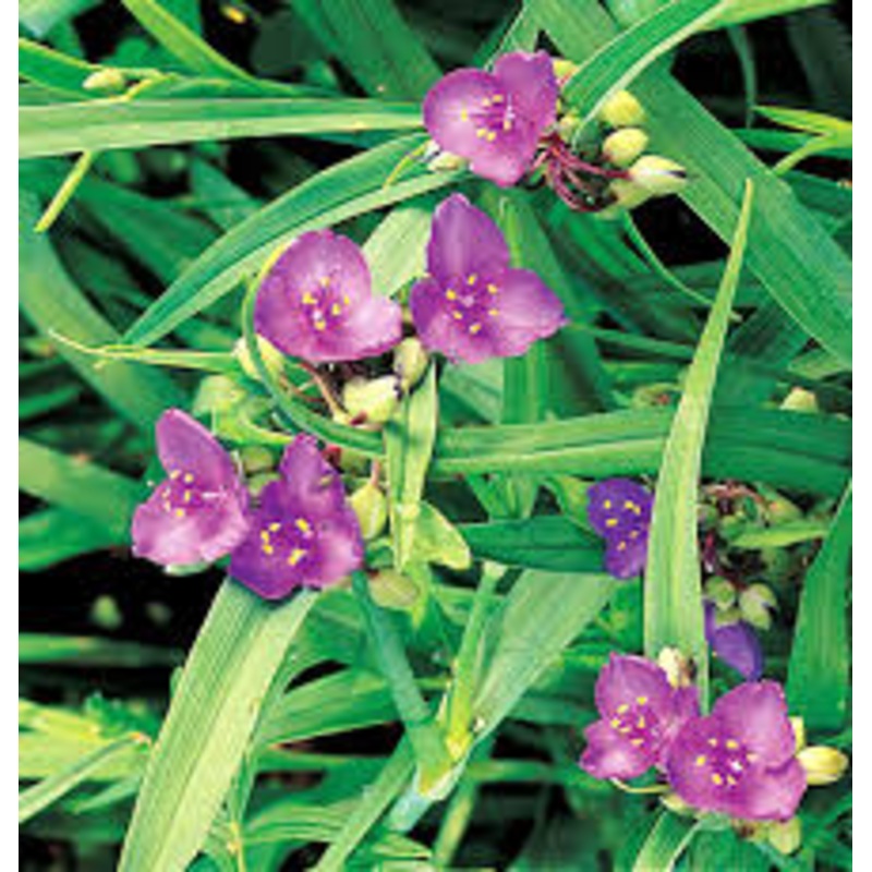 Tradescantia Gigantea Rose 1 Gallon Ht7 Plant Giant Spiderwort Live Plant Ht7