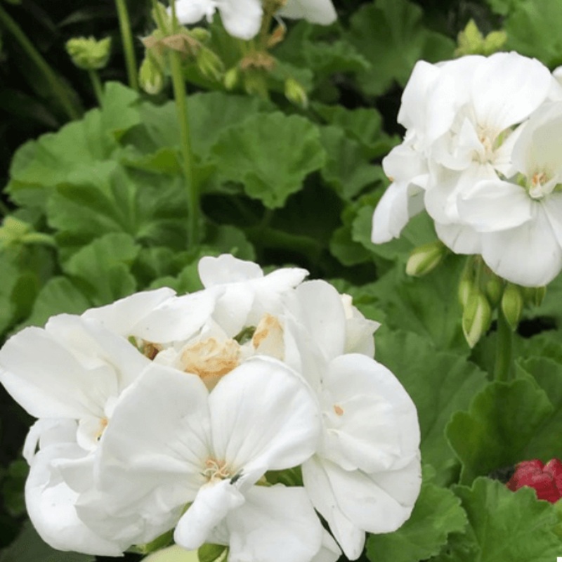 10 Cuttings Geranium Zonal White American White Zonal Geranium Flower Plant Not Rooted