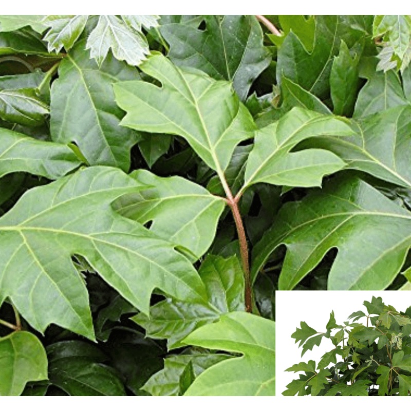 10 Cuttings ivy Oak Ivy Oak Leaf Ivy Fern Cissus Alata Vine Wall covering Leaf Ivy Venezuela Tree Live Plant Not Rooted H