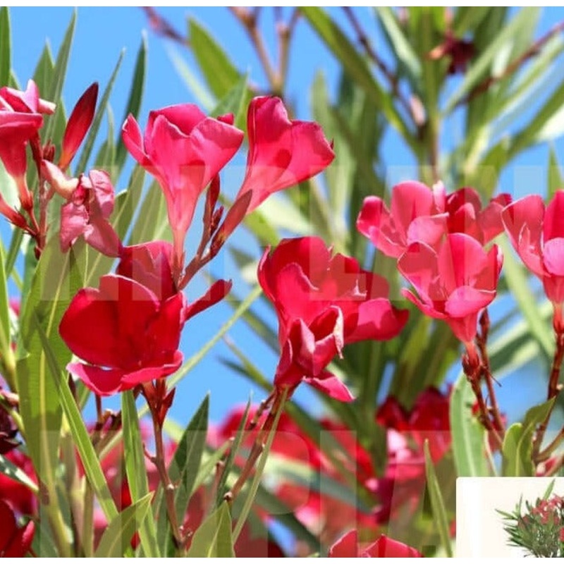 10 Cuttings Nerium Little Red Oleander dark – Red Flower Live Plant Not Rooted