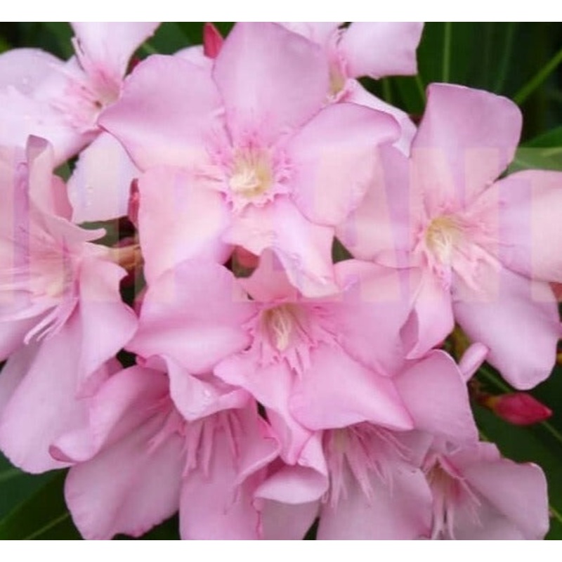 10 Cuttings Nerium Single Pink Nerium oleander Flower Live Plant Not Rooted