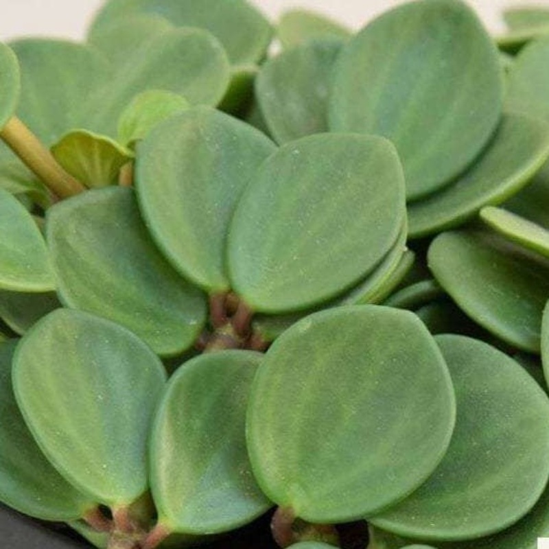10 Cuttings Peperomia Hope Succlent Hanging Foliage 6inches Long Plant Not Rooted