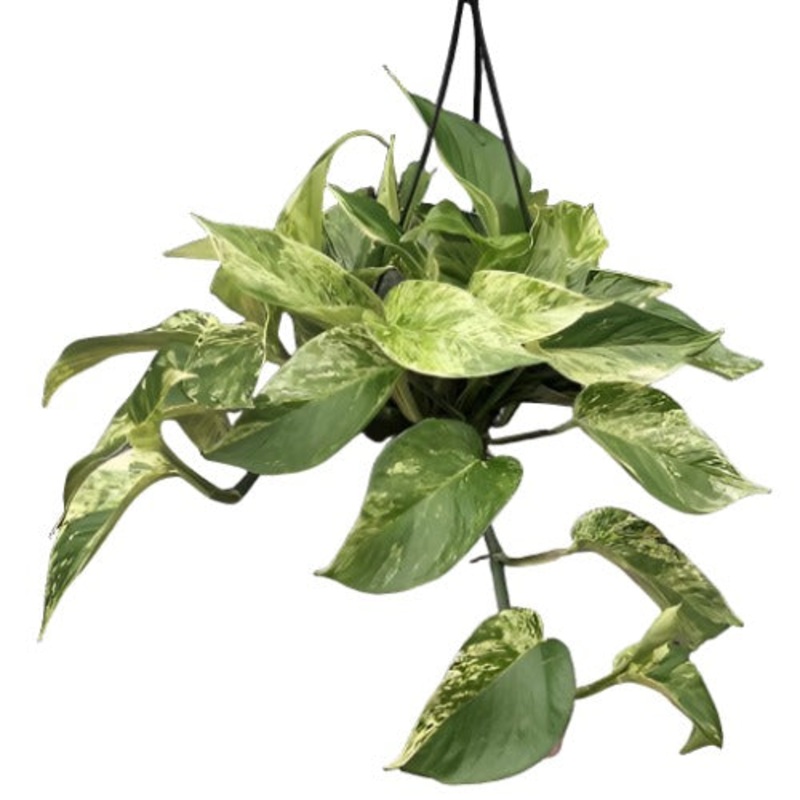 10 Cuttings pohos Marble Queen Hanging Houses 3 Long snow hos Vine Wall cove Plant Not Rooted