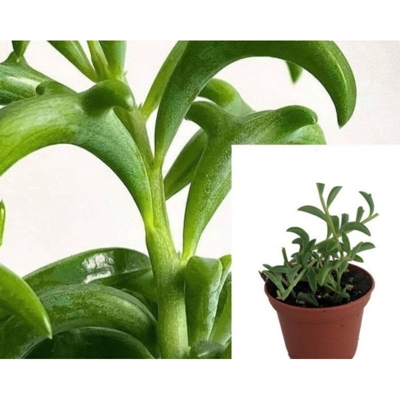 10 cuttings String Of Dolphins Hanging Succulents Dolphin falling 3 Long Flying Dolphins creeping Succulent Plant Not R