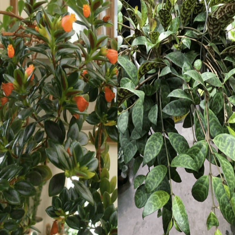 20 Cuttings Mix 2 Types 20 Each Gold Fish Nematanthus Gregarious Lipstick Black Plant Not Rooted