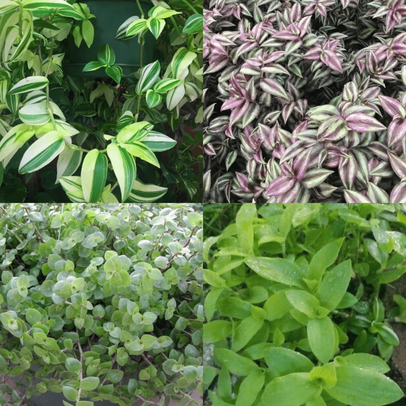 20 Cuttings Mix 4Types Jew 5Each Variegated Jew Yellow And Green Purple Wandering Jew Green Wandering Jew Bolivian Jew 3