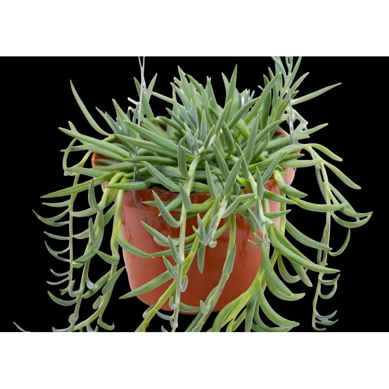 20 Cuttings String Of Fish Hooks String Of Fishhooks Succulent Senecio Radicans Plant Not Rooted