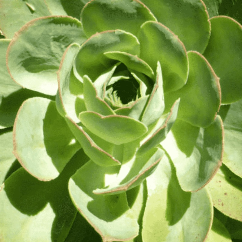 3 Cuttings Aeonium Hierrense Agavaceae Succulent Green Rose Succulent Plant Not Rooted