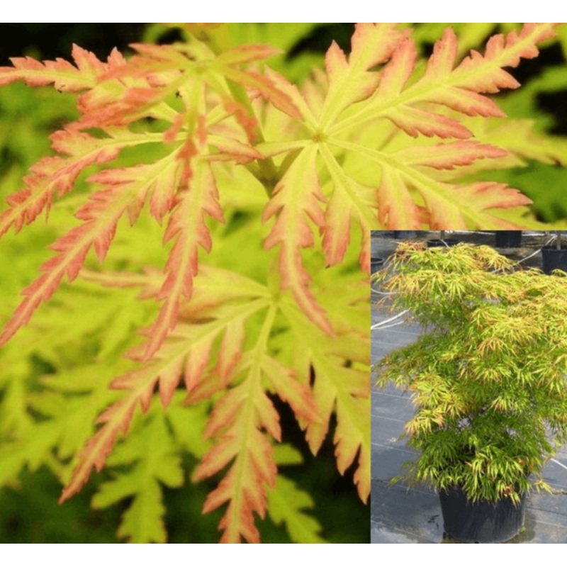 Acer Palmatum Dis Seiryu 5 Gallon Plant Lace Leaf Japanese Maple Laceleaf Maple Tree Live Plant Fr7