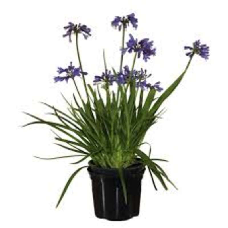 Agapanthus Africanus Elaine 5 Gallon Plant African Lily Blue Of The Nile Outdoor Fl