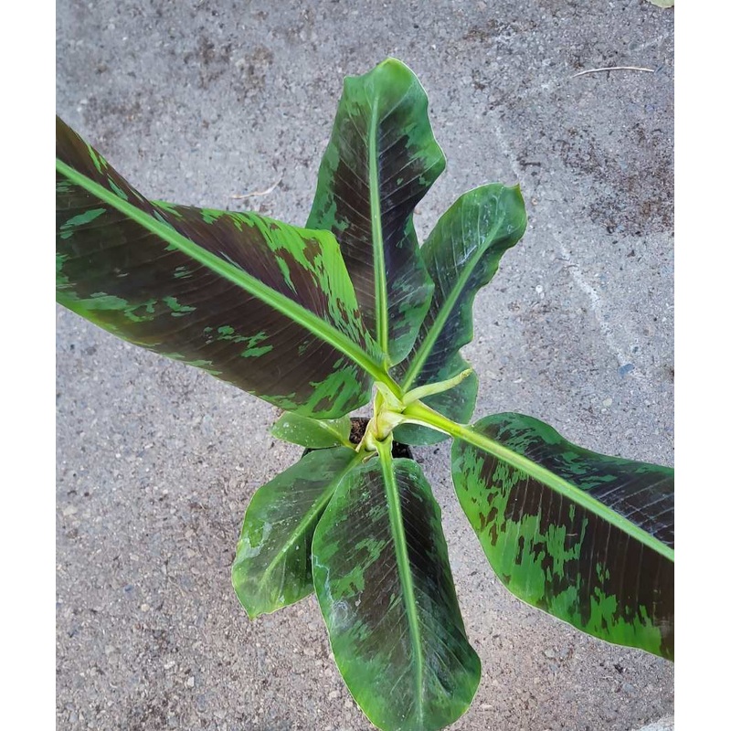 Banana Dwarf Cavendish 5 Gallon Banana Fruit Tree Plant Ourdoor Live Plant Ht7 Pr7