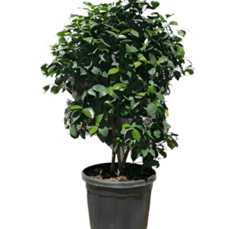 Camellia Nuccio Gem 1 Gallon Camellia Japonica Nuccios Gem White Pot Plant Outdoor Live Plant Fr7