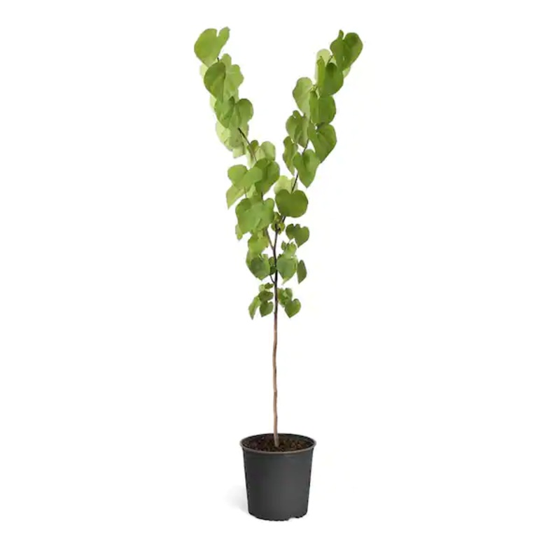 Cercis Occidentalis Standard Tree 5 Gallon California Redbud Western Live Plant