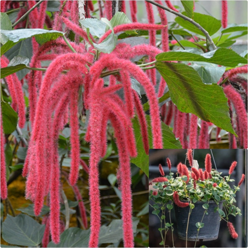 Chenille Fire Tail 6 inches Plant Acalypha Pendula Red Flower Hanging Live Plant Pr7