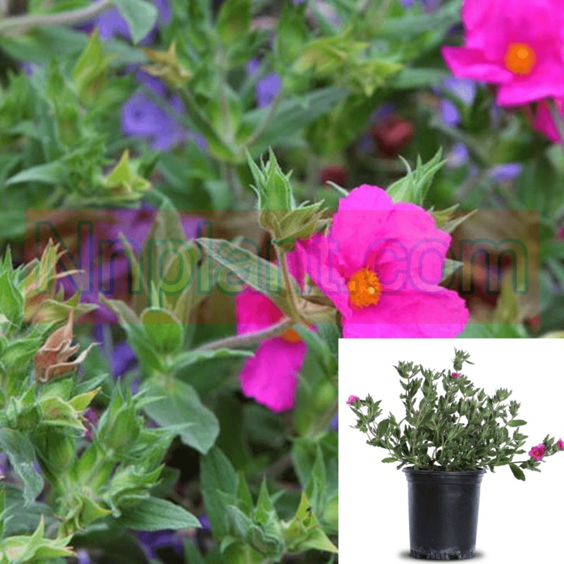 Cistus Sunset 4 inches Rock Rose Magenta Plant Dwarf Mock Orange Live Plant Pr7