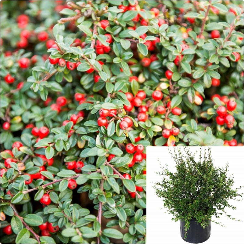 Cotoneaster Dammeri Lowfast 5 Gallon Bearberry Matu Live Plant Fr7