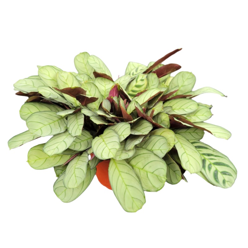 Ctenanthe Amagris 6inches Never Never Plant Fishbone Plant Live Plant Pr7