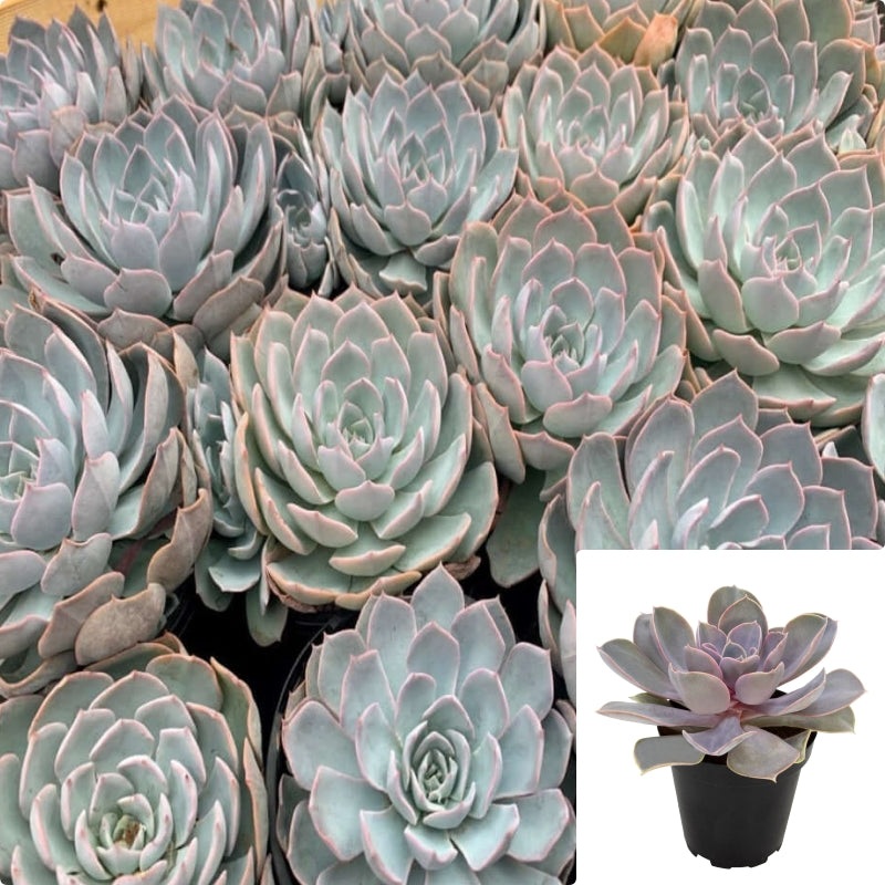 Echeveria Subsessilis Rosette Succulentl 1 Gallon Live Plant Ht7