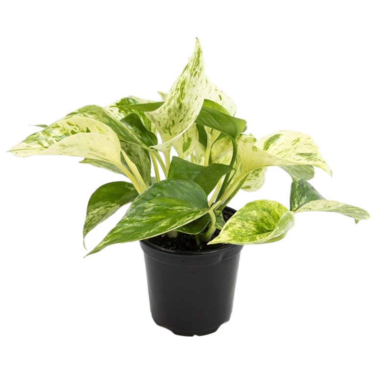 Epipremnum Aureum 4Inches Pot Marble Queen Pothos Hanging Snow Pothos Vine Golden Pothos Mon Ht7