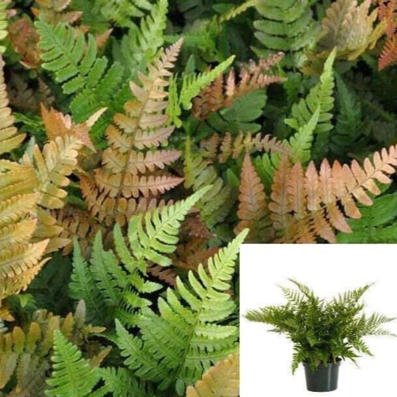 Fern Autumn 6Inches Pot Fern Ndoor Houses Air Purifying Shrub Live plant Pr7
