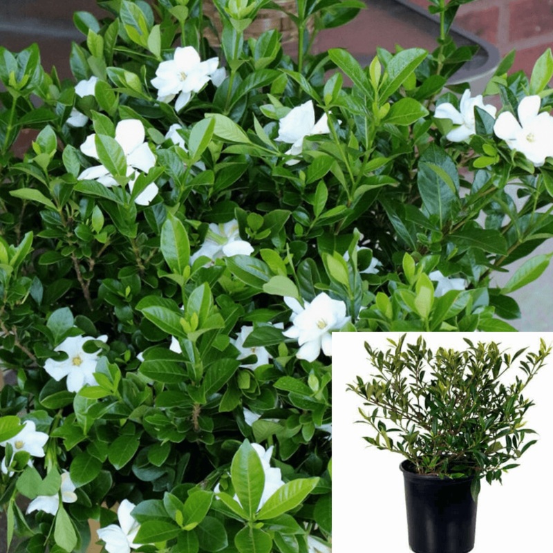 Gardenia Radicans Plant Miniature White 1 Gallon Full Live Plant Fr7
