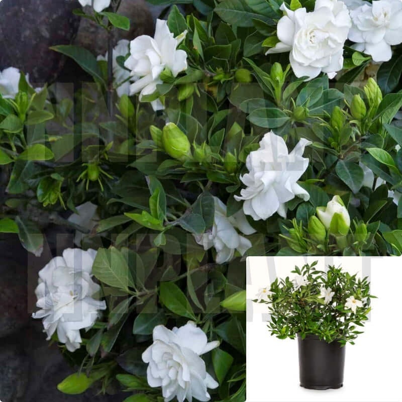 Gardenia Veitchii 1 Gallon Everblooming White Shrubs Full Live Plant Fr7