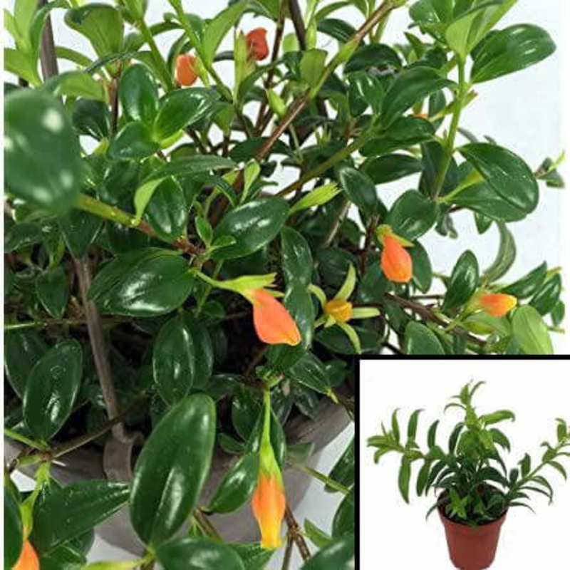 Goldfish Plant 4Inches Columnea Gloriosa Houses Nematanthus Pot Live Plant Pr7