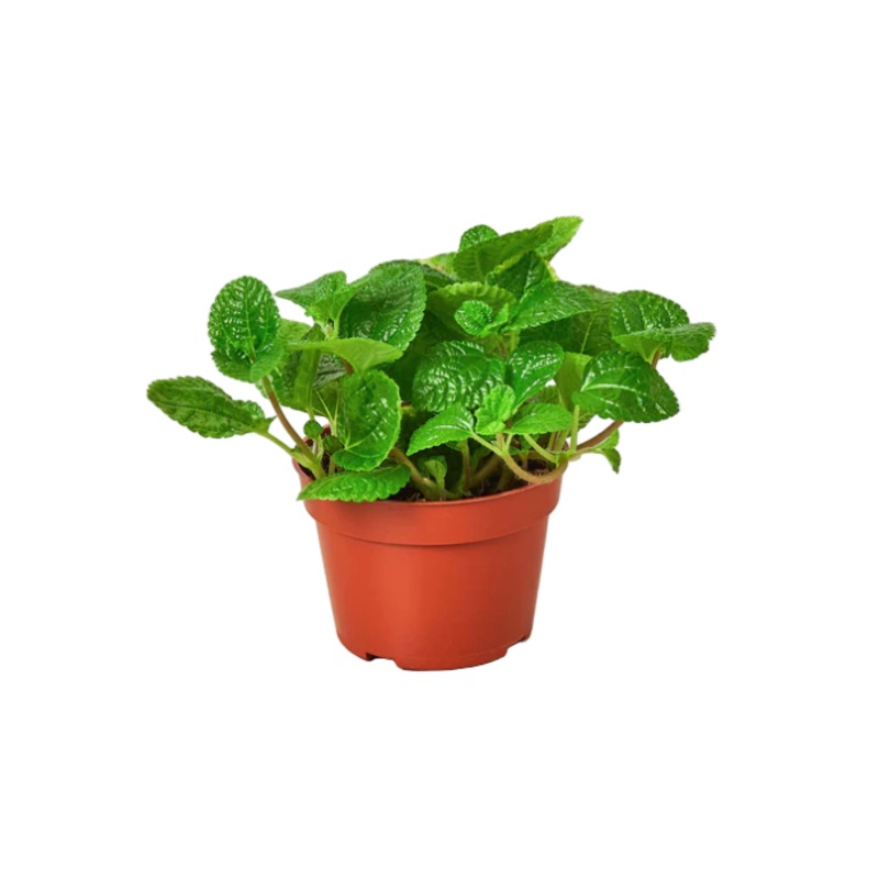 Hanging Creeping Charlie 4inches Plant Plectranthus Begonia creeping Charlie Green Live Plant Ht7Pr7