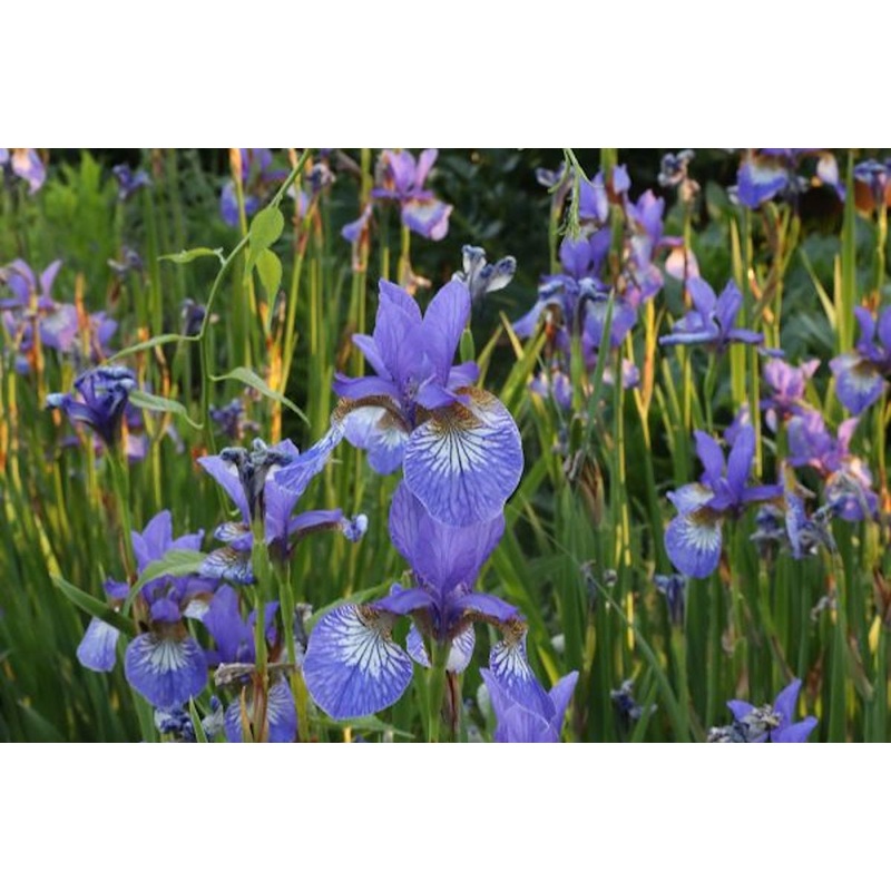 Iris ‘Flight of Butterflies’ (Sib)