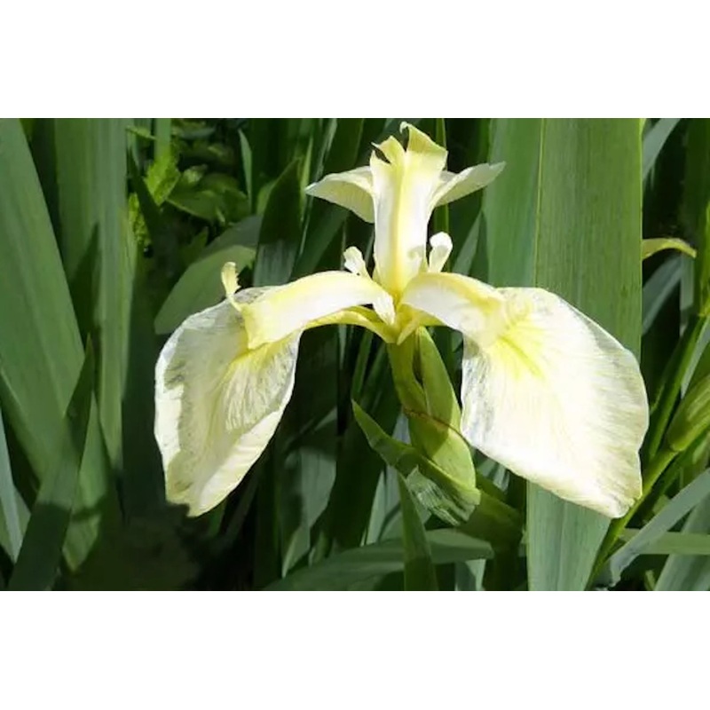 Iris pseudacorus var. bastardii