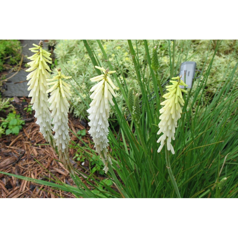 Kniphofia ‘Little Maid’|Approx. 0.5 litre pot