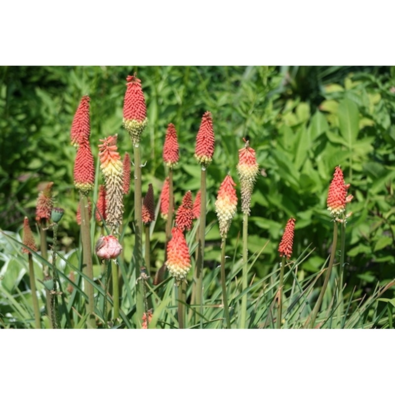 Kniphofia ‘Royal Standard’|Approx. 0.5 litre pot