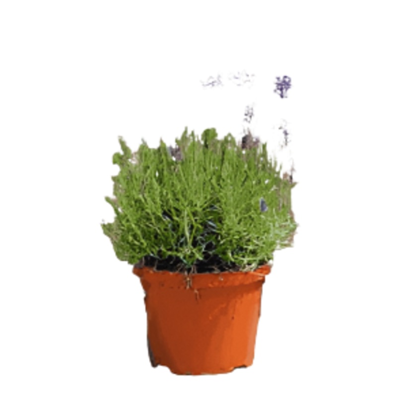 Lavandula Hidcote 1 Gallon English Lavender Shrubs Plant Outdorr Live Plant Fr7